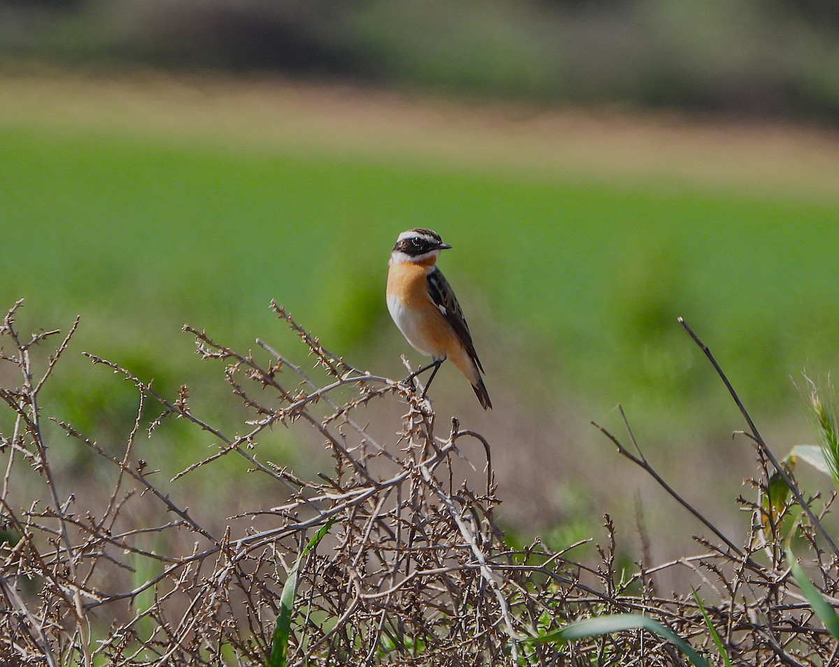 Whinchat - ML655157018