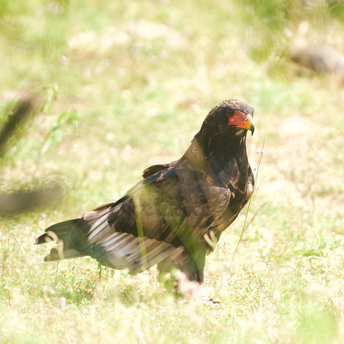 Bateleur - ML655157892