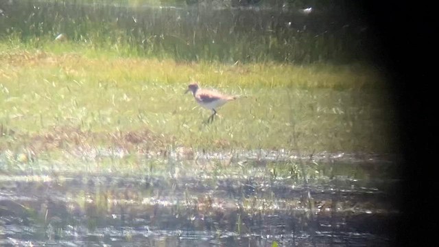 Буурал сүвээ цагаан - ML655158131