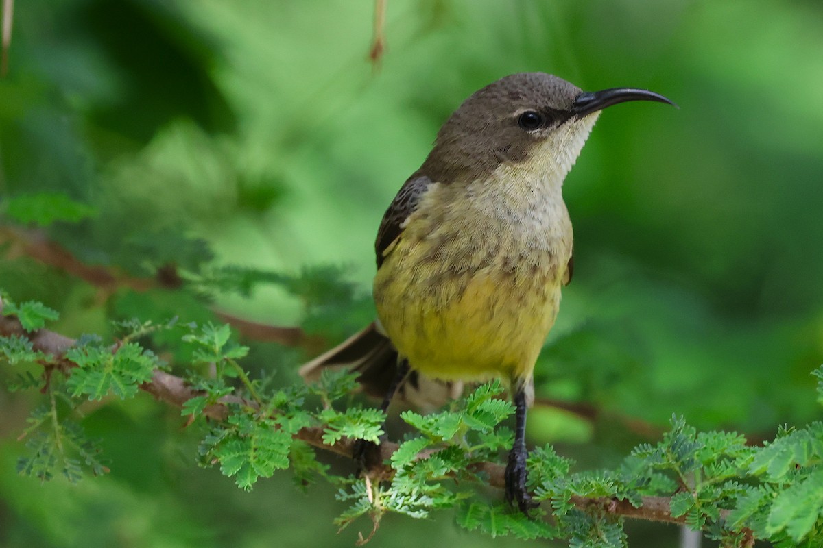 Gorgeous Sunbird - ML655158135