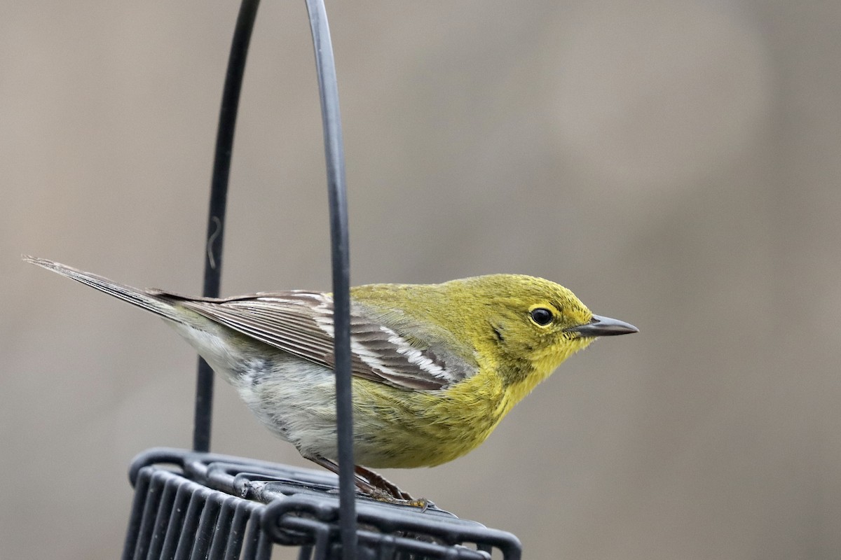 Pine Warbler - ML655158150