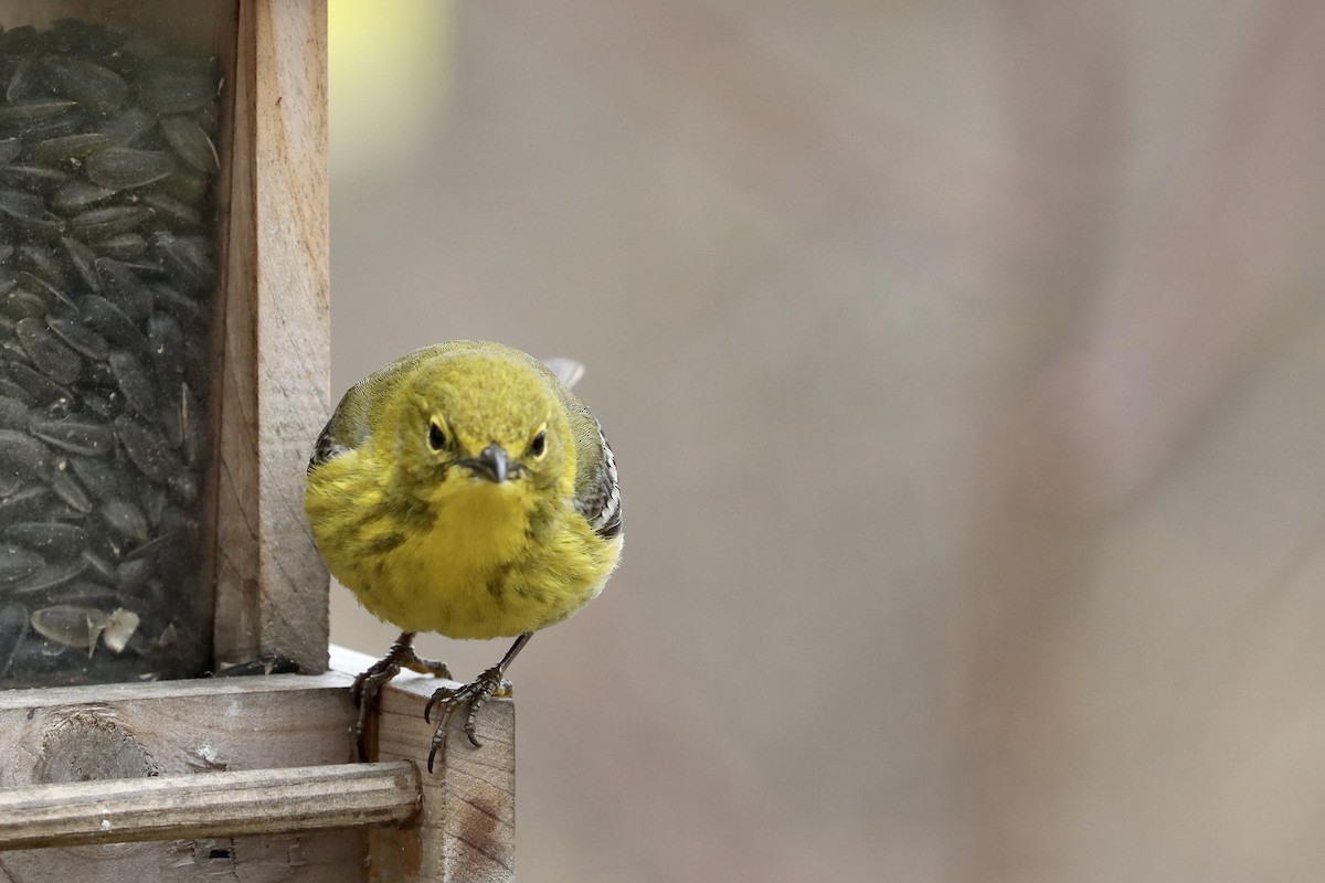 Pine Warbler - ML655158151