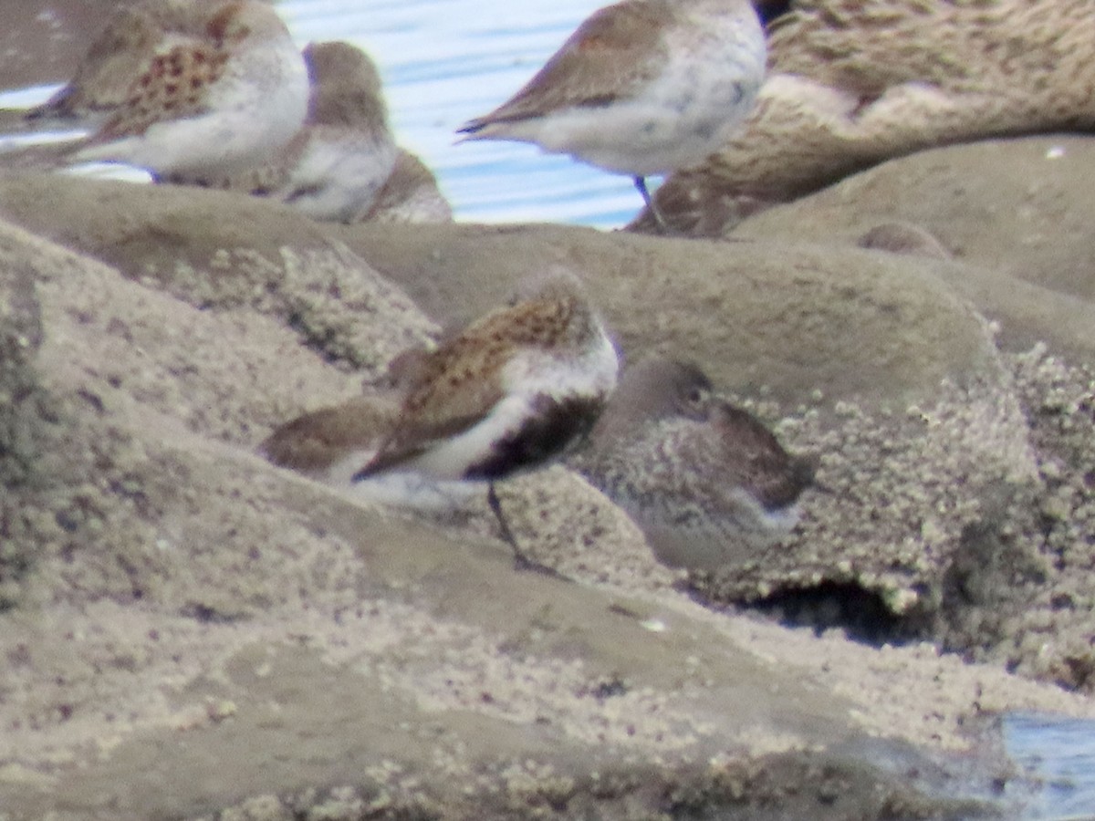 Rock Sandpiper - ML655158154