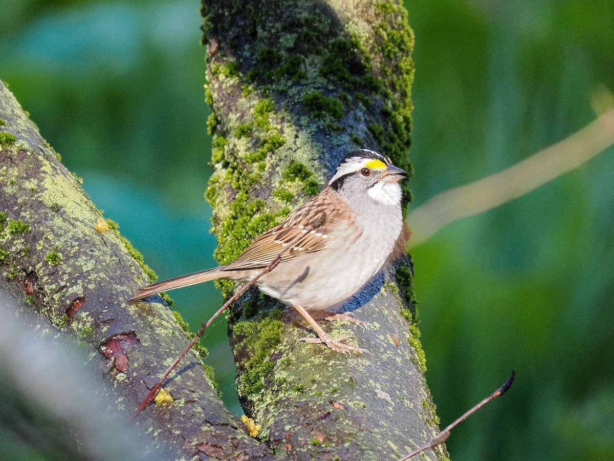 White-throated Sparrow - ML655158160