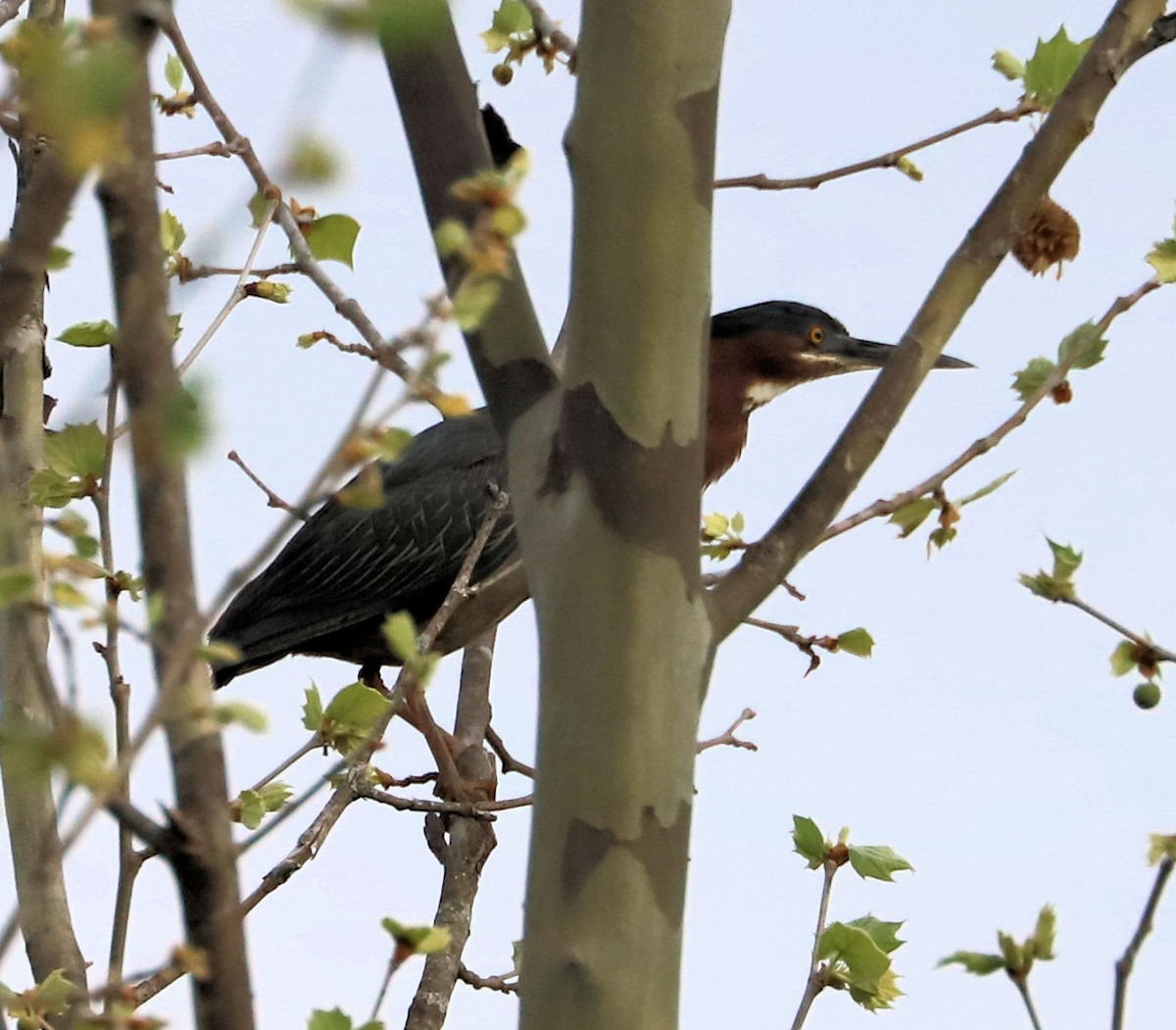 Green Heron - ML655158161