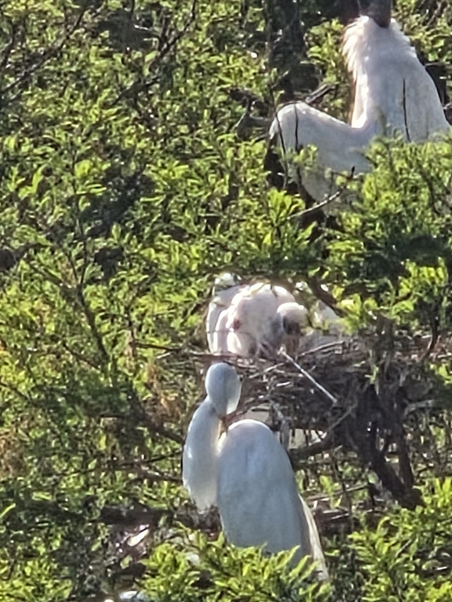 Wood Stork - ML655158163