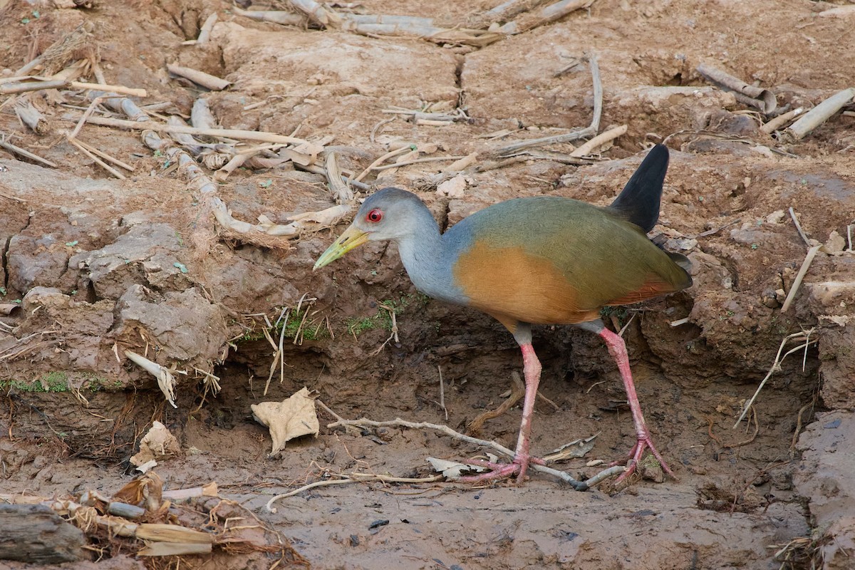 Gray-cowled Wood-Rail - ML655158164