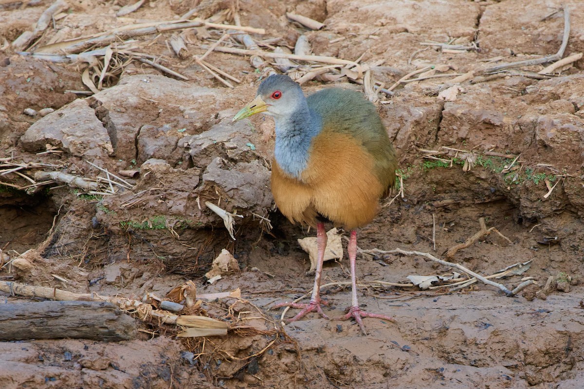 Gray-cowled Wood-Rail - ML655158165
