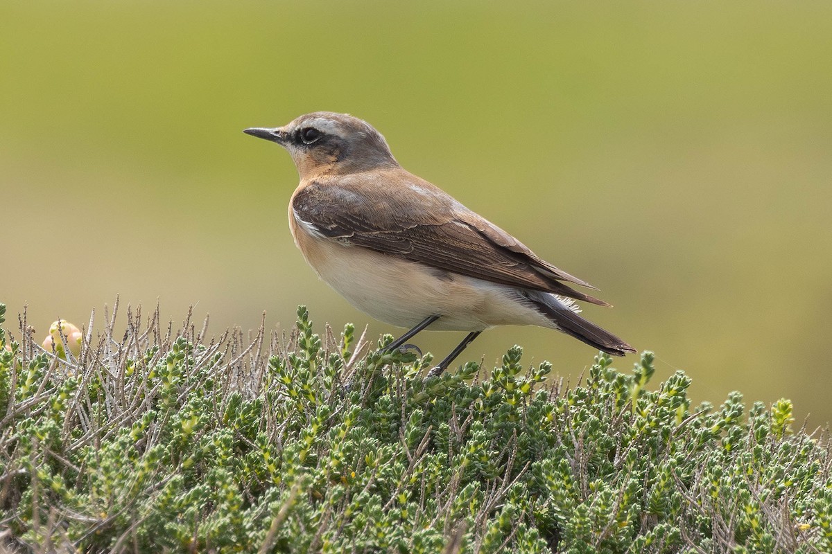 Адууч чогчиго - ML655158168