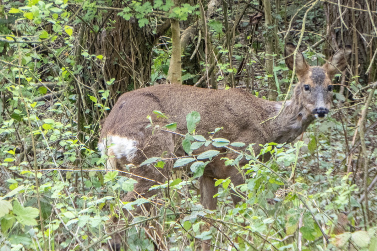 Roe Deer - ML655158169