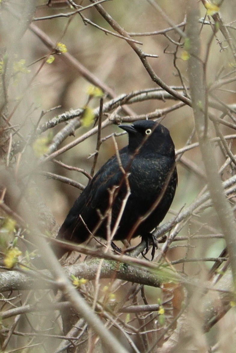 Rusty Blackbird - ML655158170