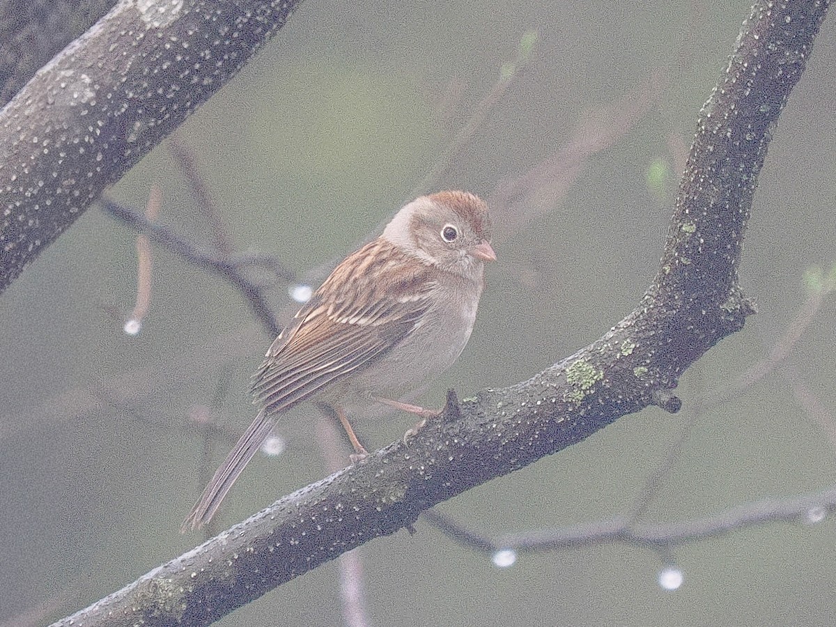 Field Sparrow - ML655158171