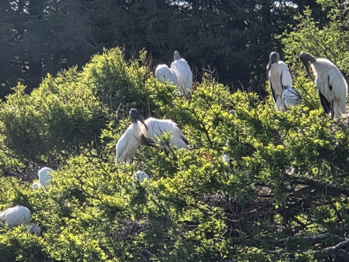 Wood Stork - ML655158172