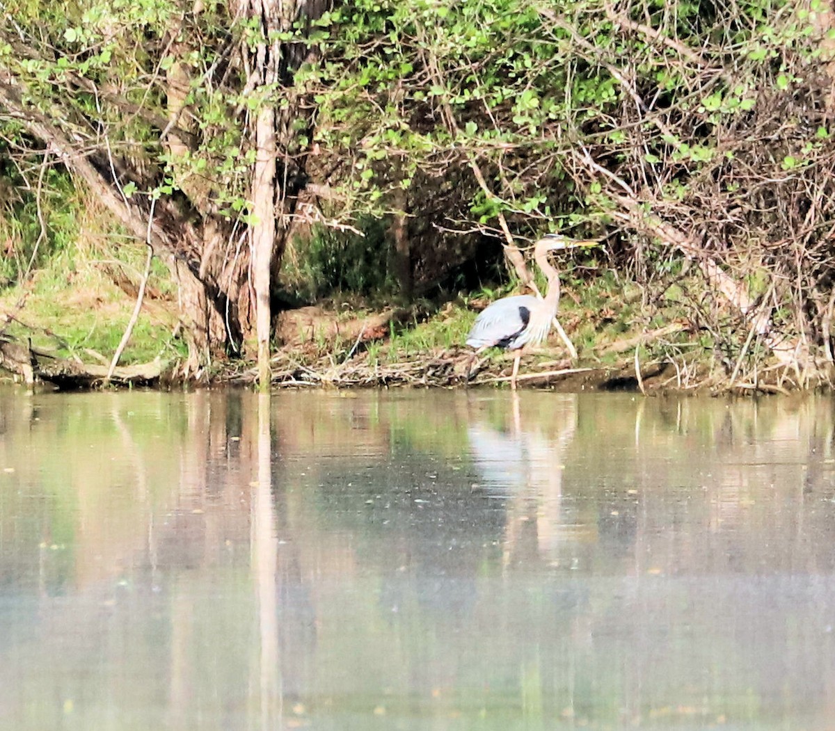 Great Blue Heron - ML655158174