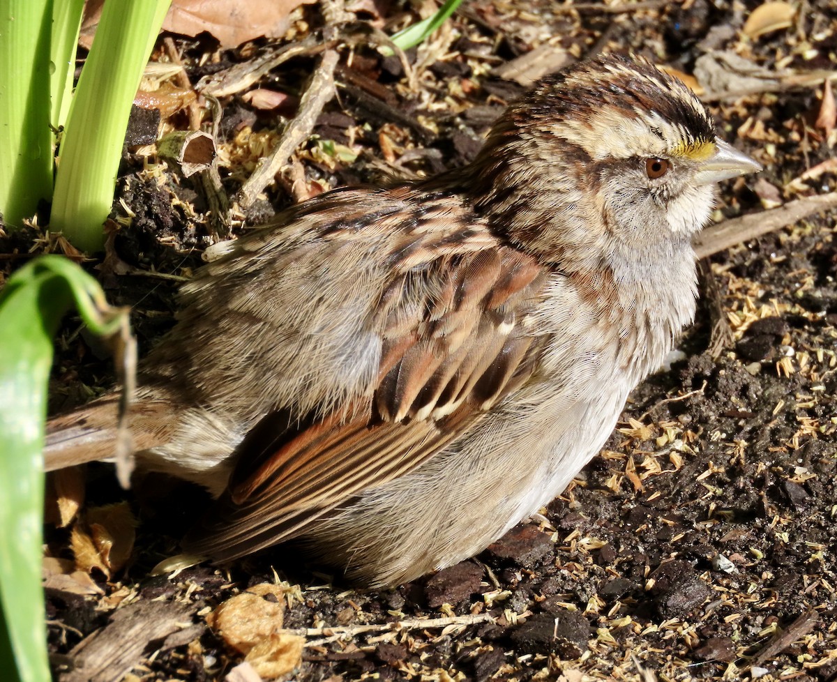 White-throated Sparrow - ML655158177