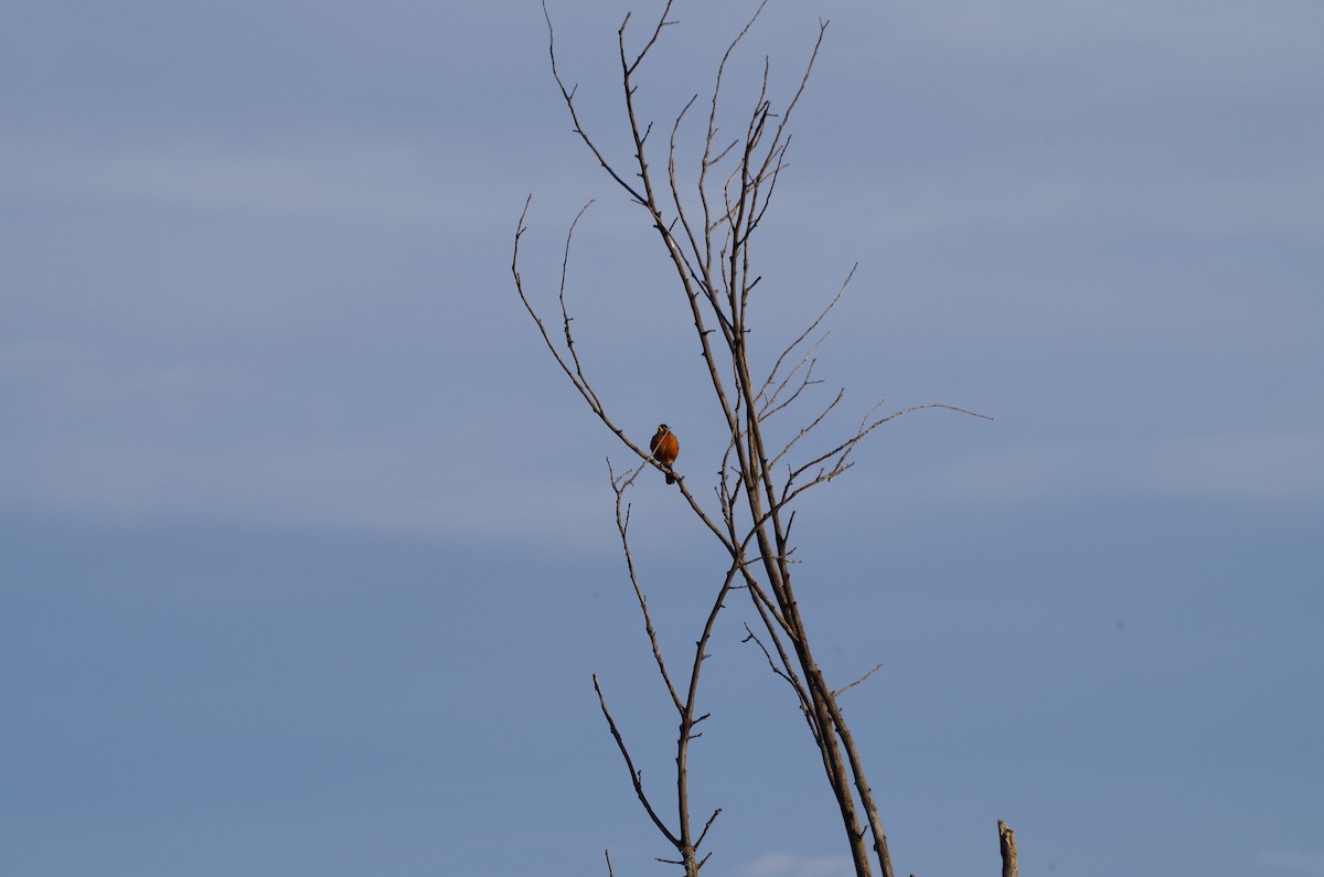 American Robin - ML655158178