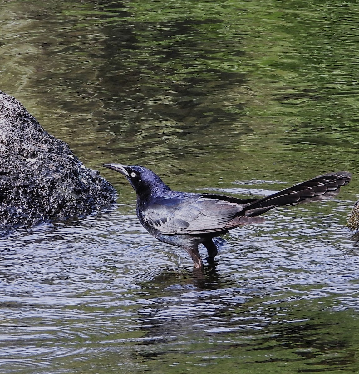 Great-tailed Grackle - ML655158179