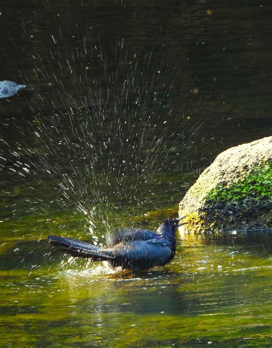 Great-tailed Grackle - ML655158180
