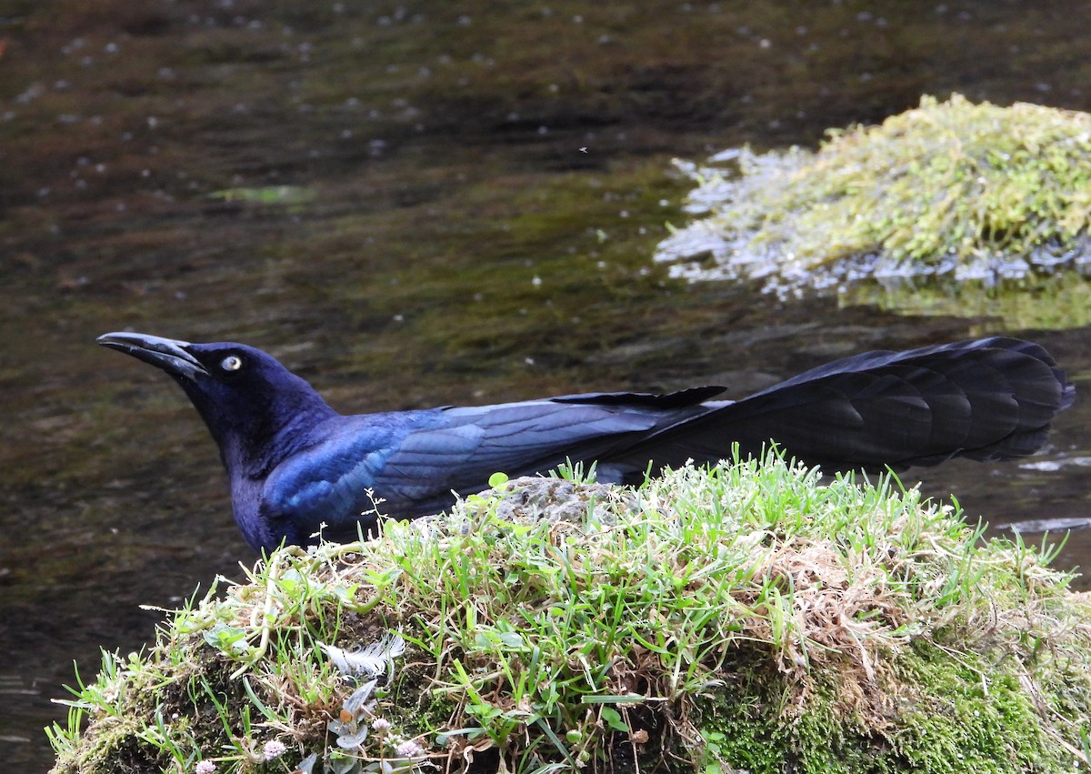 Great-tailed Grackle - ML655158181