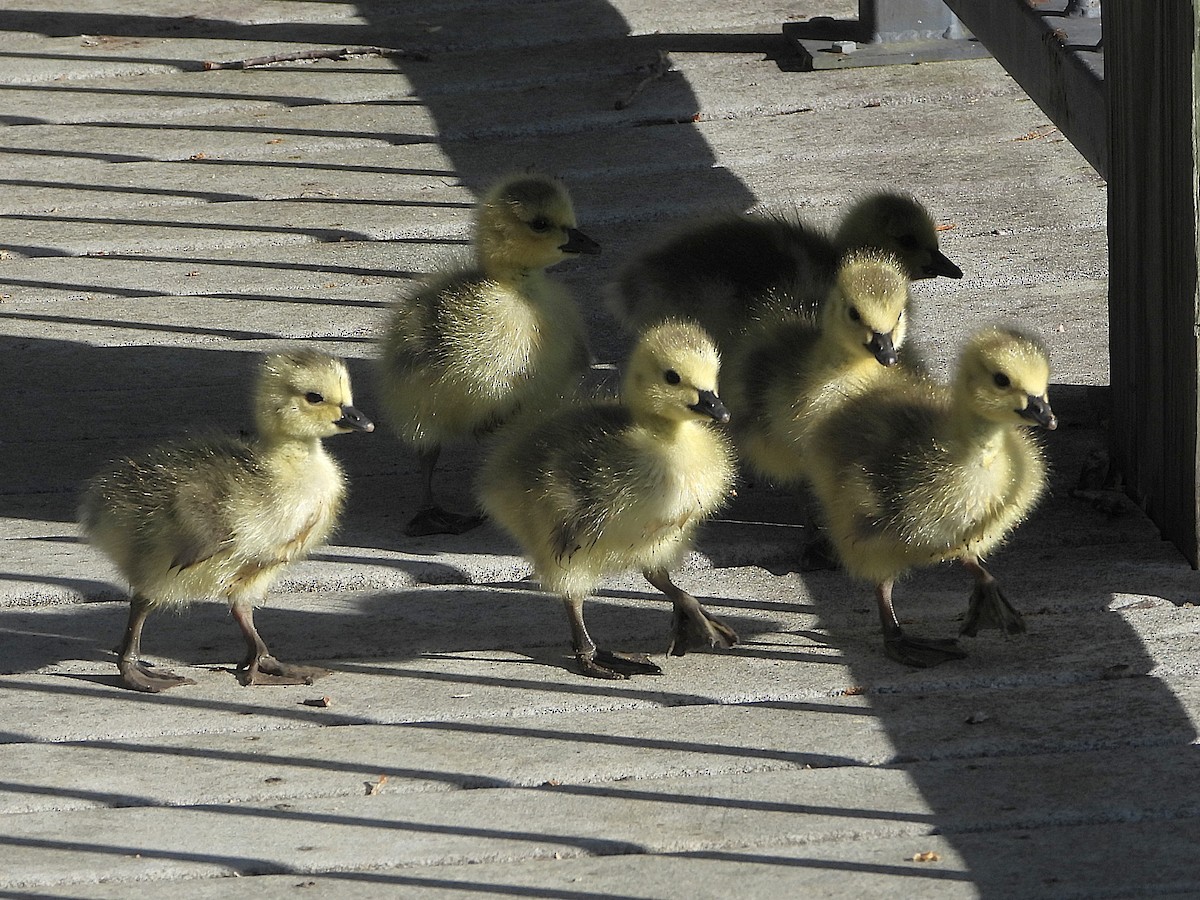 Канад галуу - ML655158182