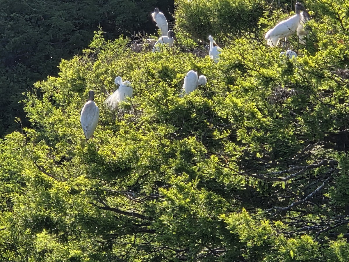 Цасч дэглий - ML655158185