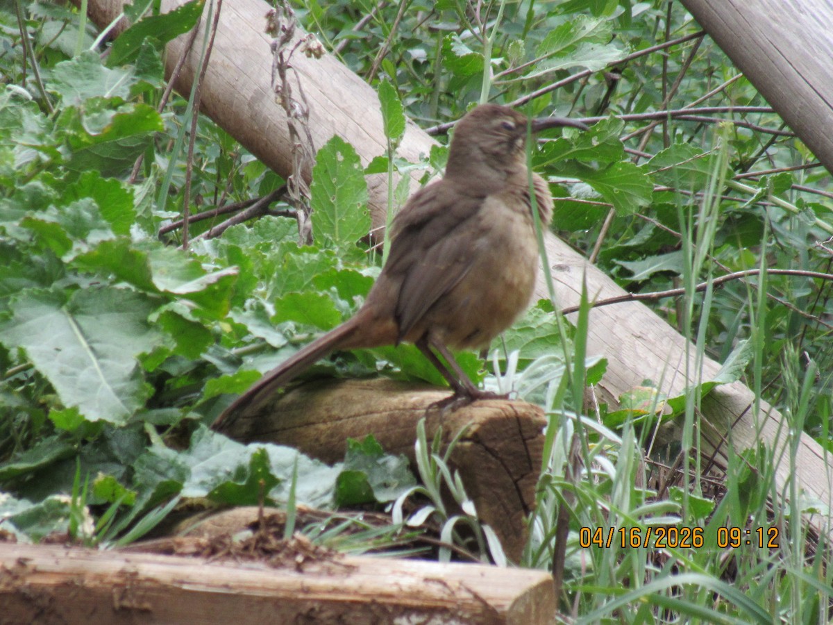 California Thrasher - ML655158186