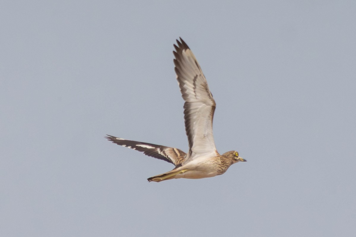 Эгэл шарандан - ML655158187