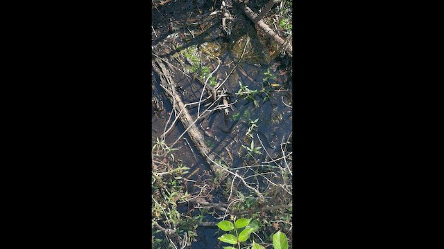 Animals - ML655158306