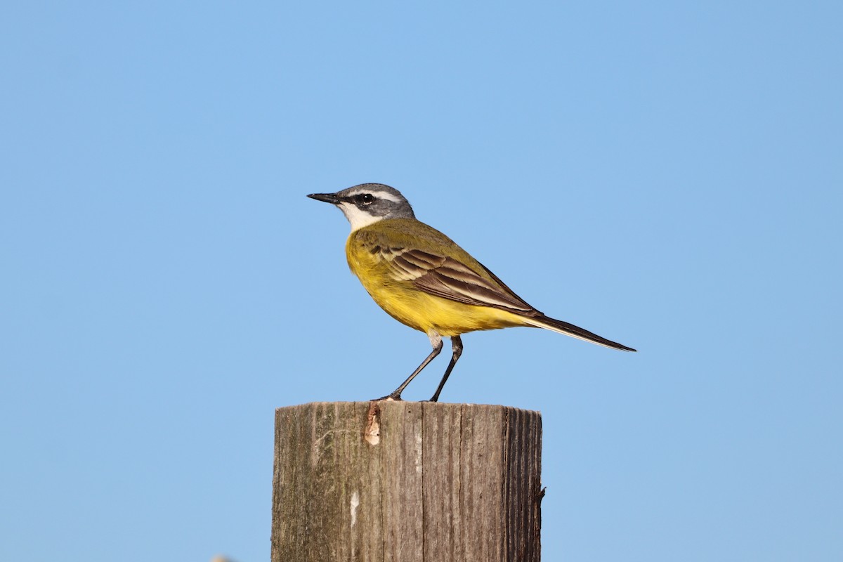 Western Yellow Wagtail (iberiae) - ML655158824