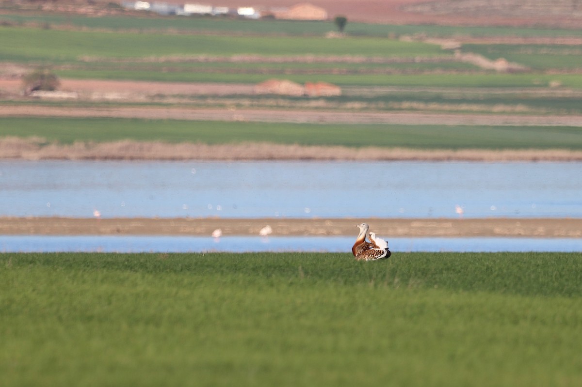 Great Bustard - ML655159091