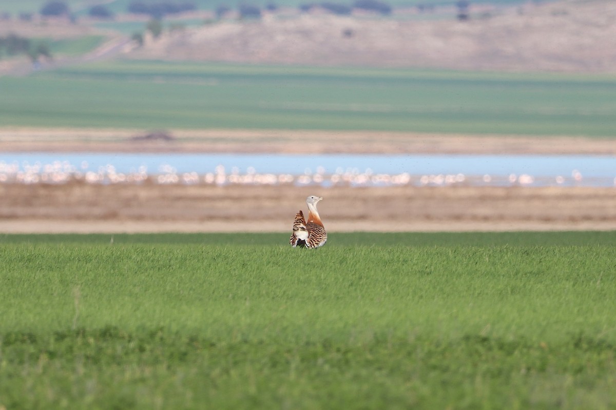 Great Bustard - ML655159092