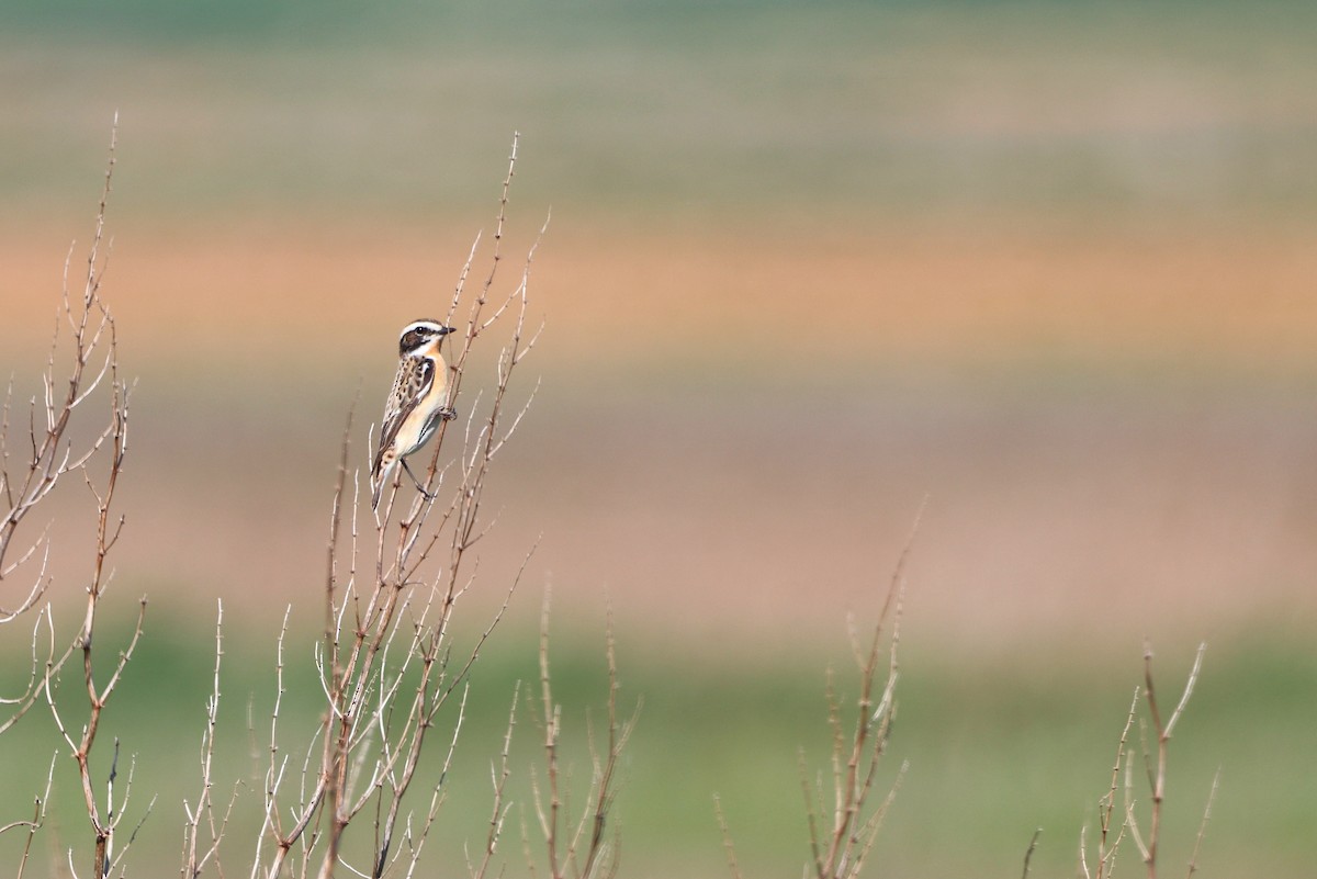 Whinchat - ML655159203
