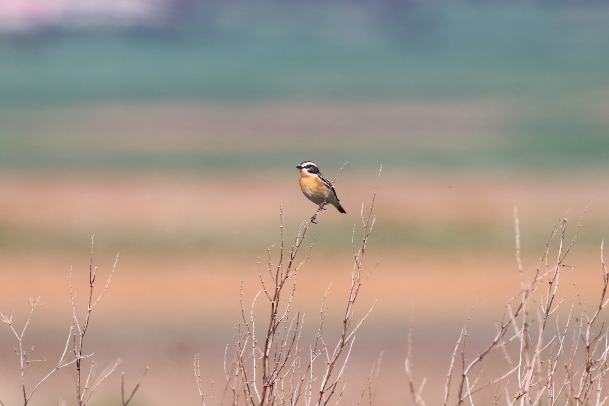 Whinchat - ML655159204