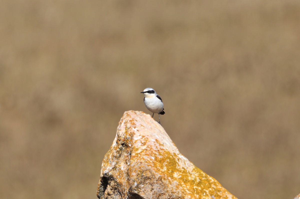 Northern Wheatear - ML655159299