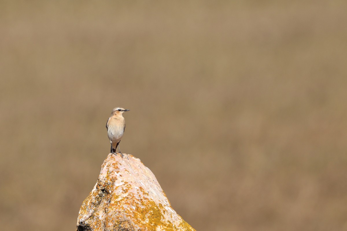 Northern Wheatear - ML655159300