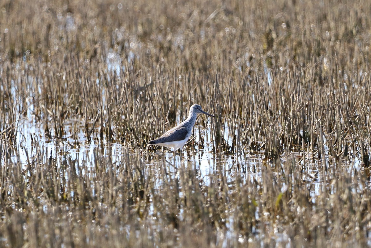 Common Greenshank - ML655159312