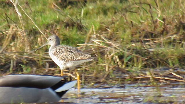 plystresnipe - ML655159448