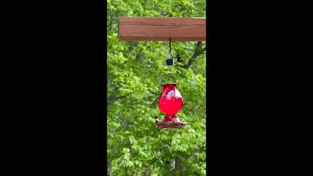 rubinstrupekolibri - ML655159908