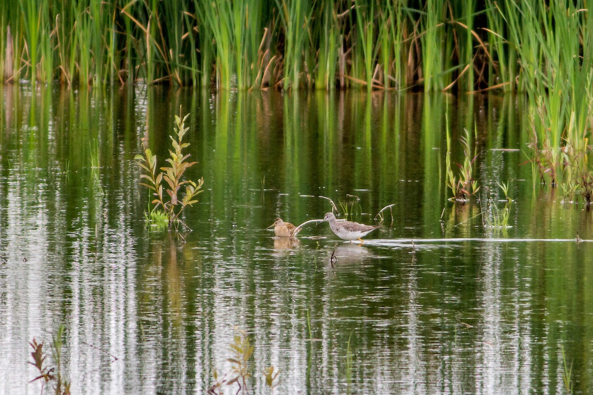 Greater Yellowlegs - ML65515991