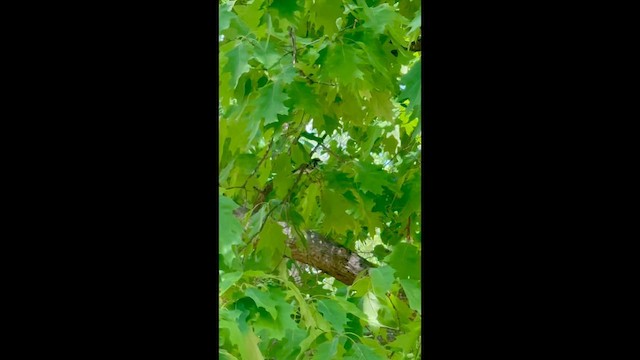 myrteparula - ML655159920