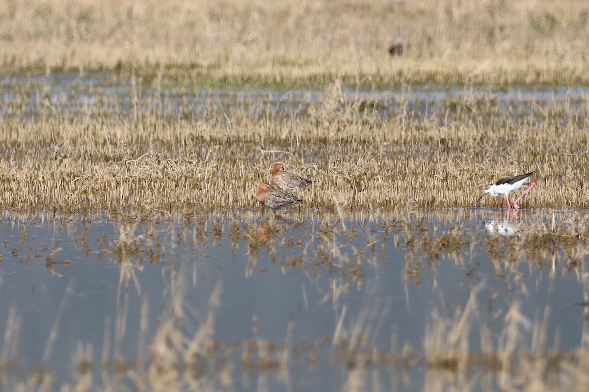 Black-tailed Godwit - ML655160067
