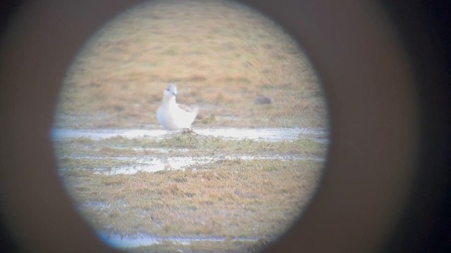 langnebbsvømmesnipe - ML655160512