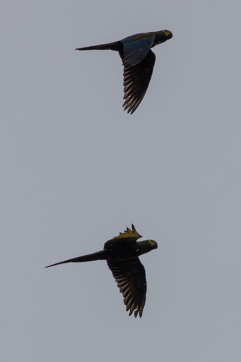 Краснобрюхий ара - ML655160706