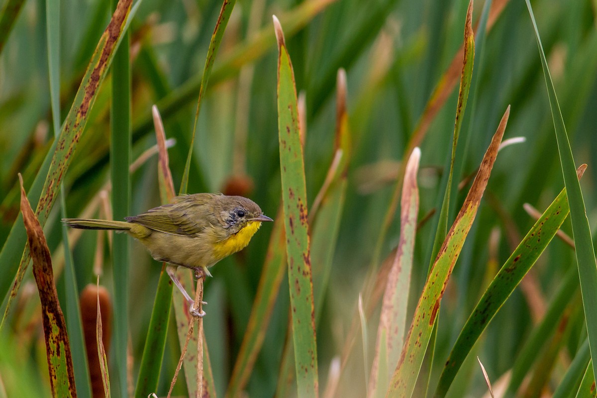 Common Yellowthroat - Bruce Gates