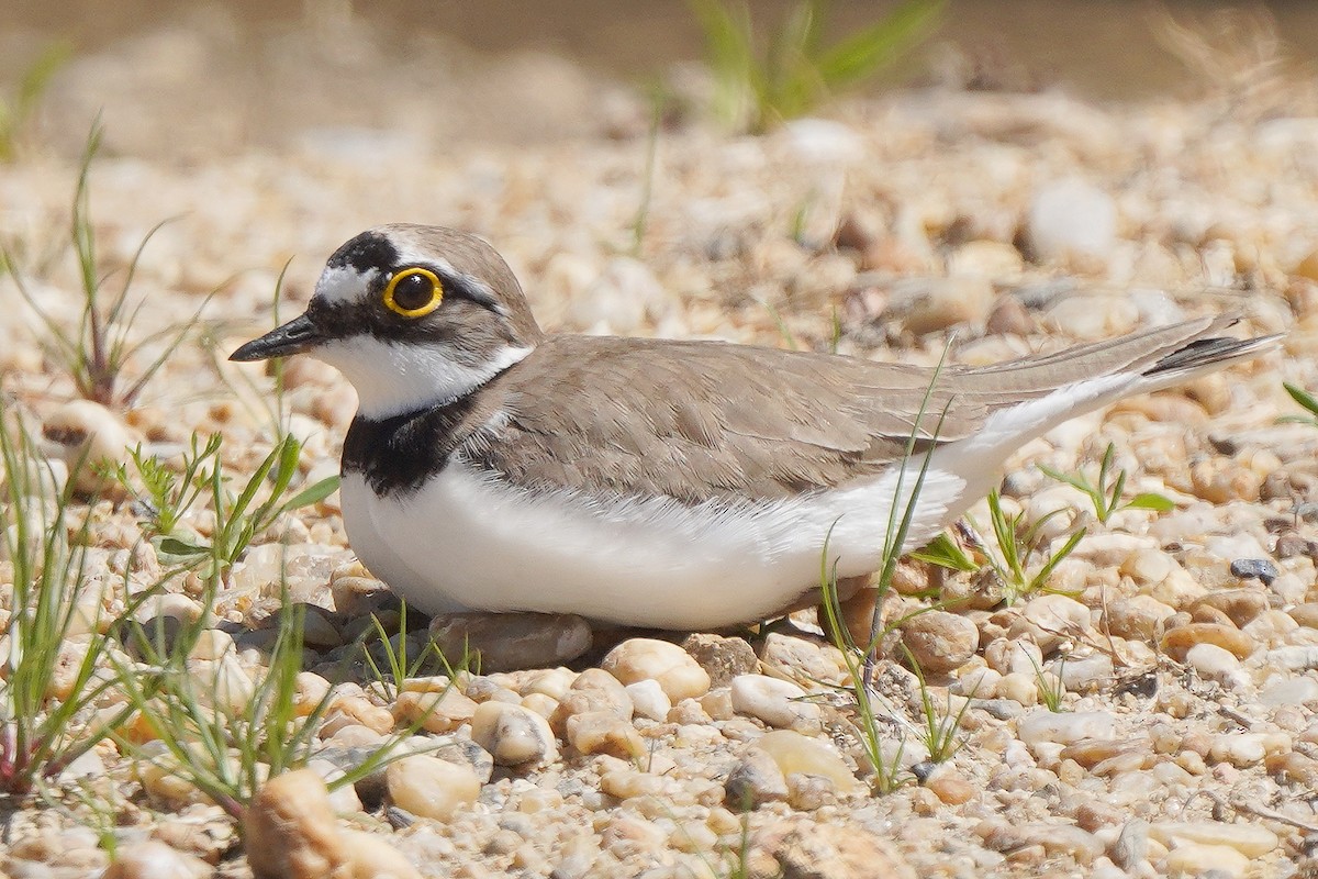 ML655161774 - Little Ringed Plover - Macaulay Library