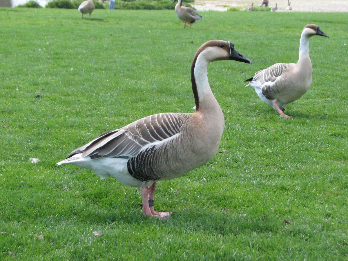 Гуска китайська (свійська) - ML655161984