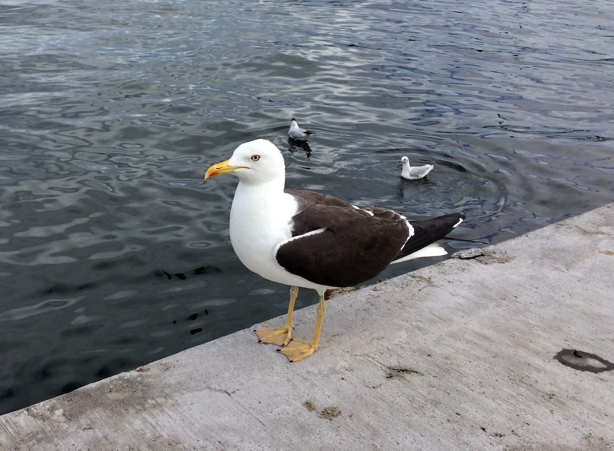 Lesser Black-backed Gull (fuscus) - ML65516361