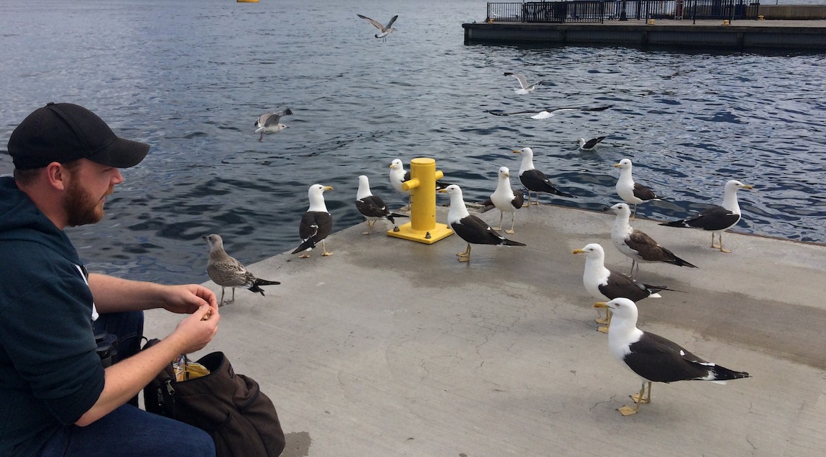Lesser Black-backed Gull (fuscus) - ML65516371