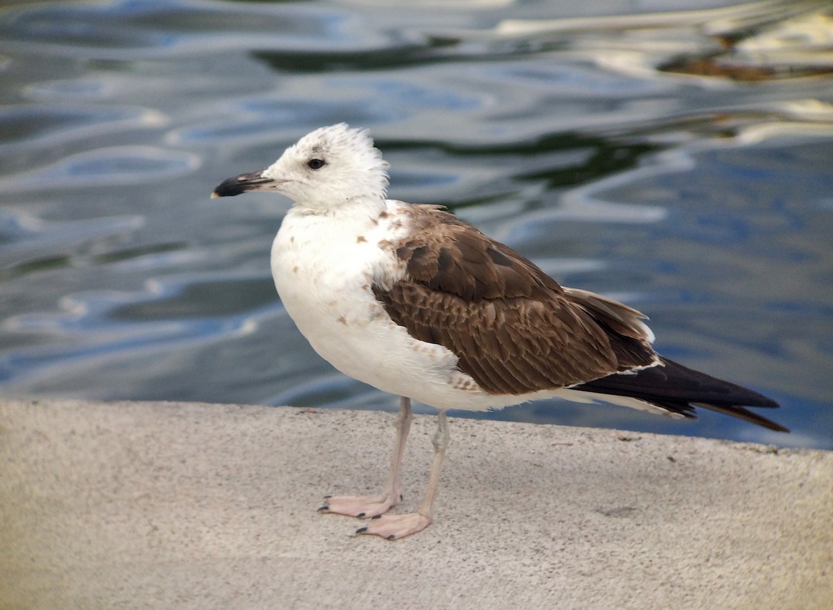 Lesser Black-backed Gull (fuscus) - ML65516381