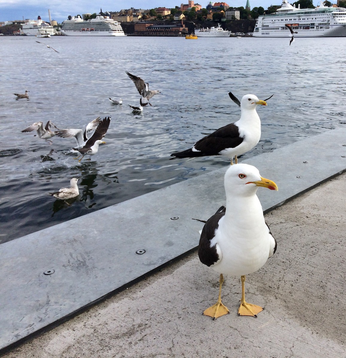 Lesser Black-backed Gull (fuscus) - ML65516391